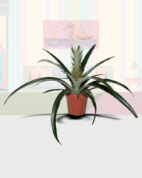 Bromeliad / Pineapple