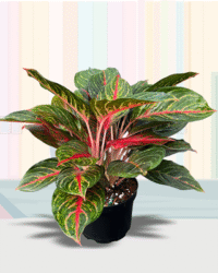 Aglaonema