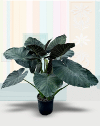Alocasia