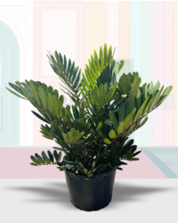 Cycad