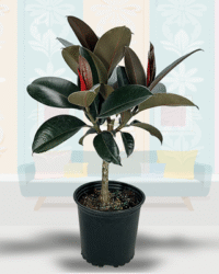 Ficus