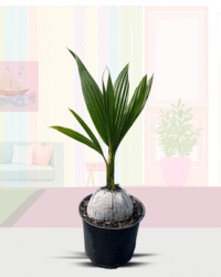 Coconut ("COCO LOCO")