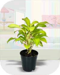 Philodendron