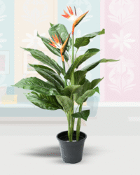 Strelitzia Nicolai