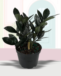 Super Nova (Black ZZ)